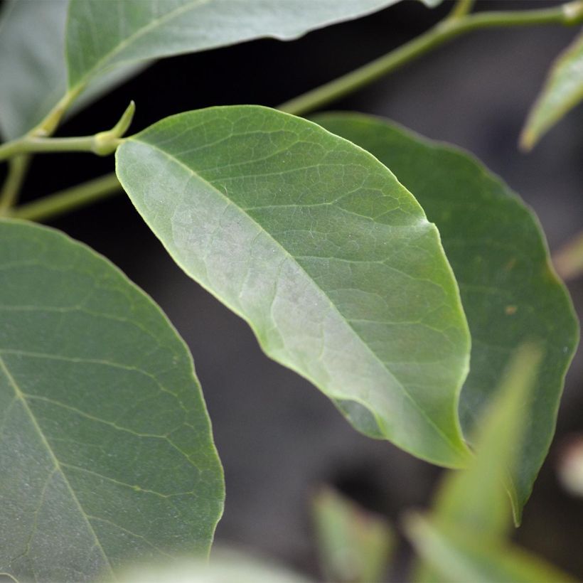 Magnolia x soulangeana (Foliage)