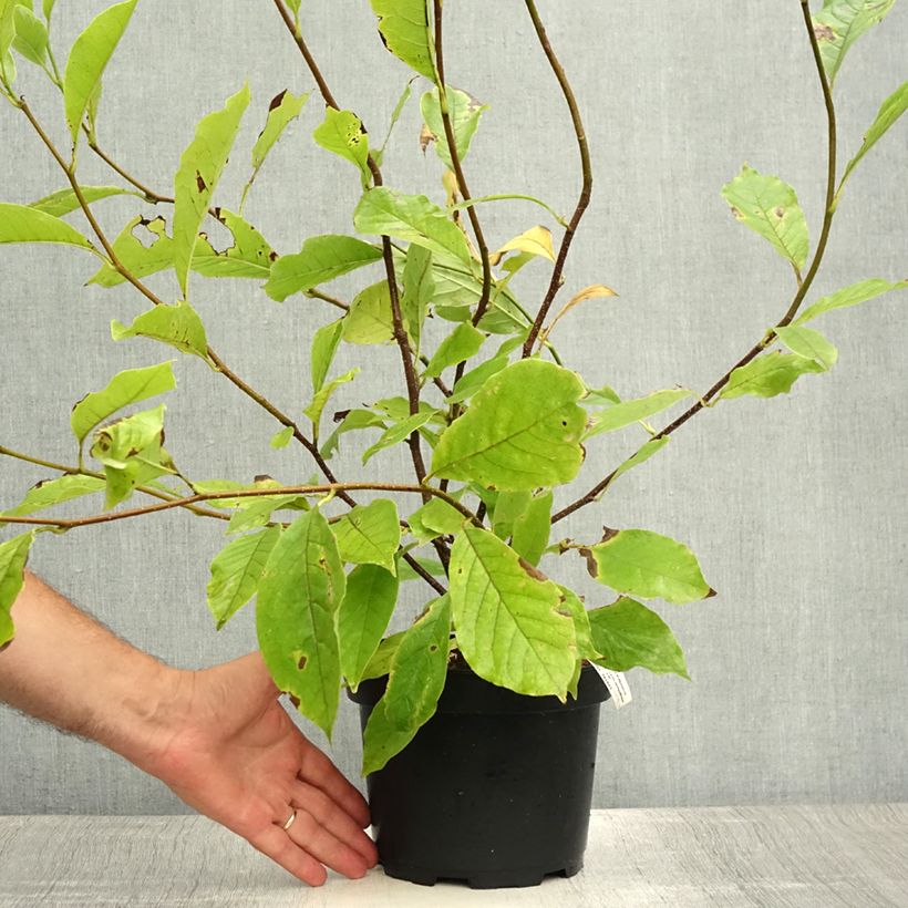 Magnolia x soulangeana 3L/4L pot sample as delivered in summer