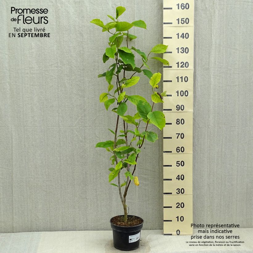 Magnolia  soulangeana Rustica Rubra 3L/4L pot sample as delivered in summer