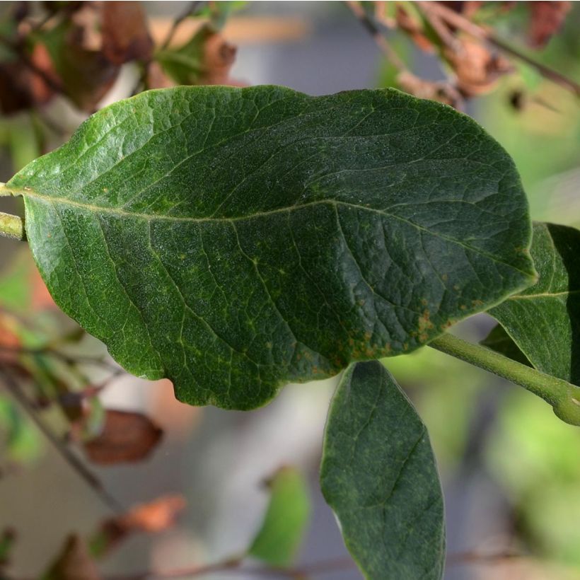 Magnolia  soulangeana Rustica Rubra (Foliage)