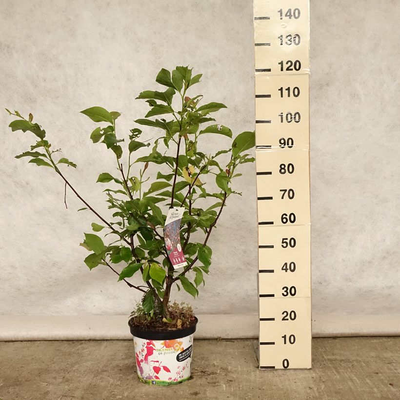 Magnolia Star Wars 7.5L/10L pot sample as delivered in summer