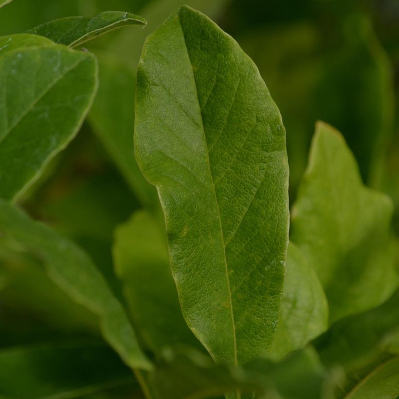 Magnolia stellata (Foliage)