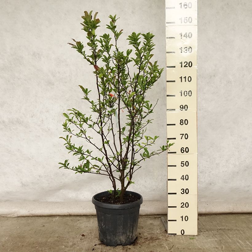Magnolia stellata 20L/25L pot sample as delivered in summer