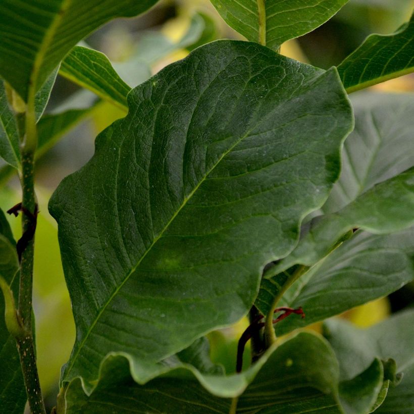 Magnolia stellata Rosea (Foliage)