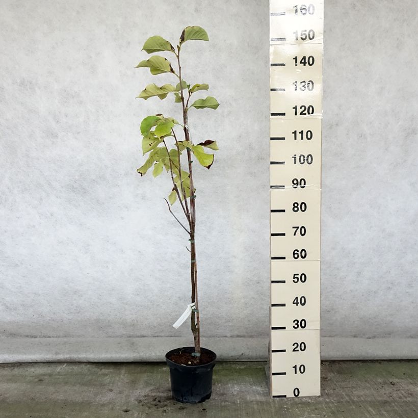 Magnolia x brooklynensis Sunsation 4L/5L pot sample as delivered in summer