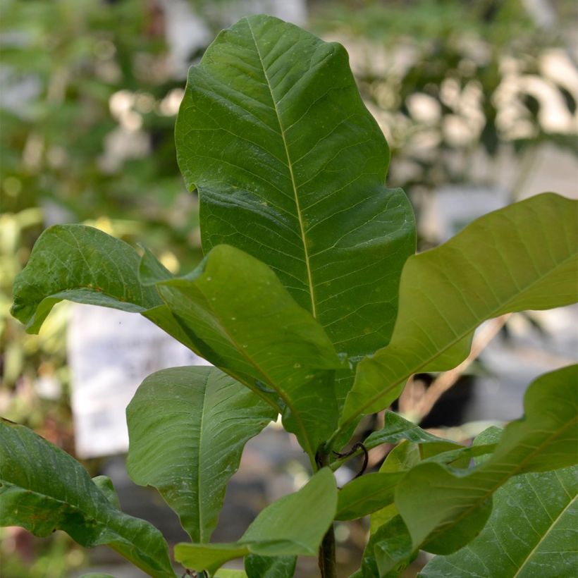 Magnolia tripetala (Foliage)