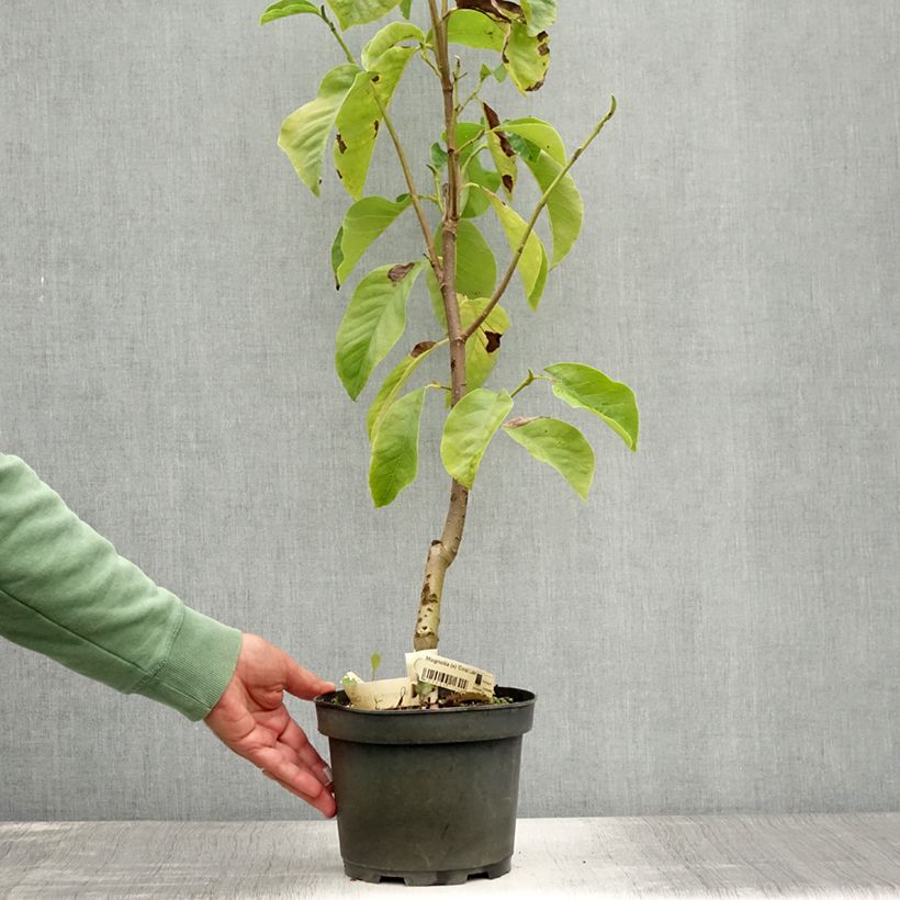 Magnolia x acuminata Blue Baby 3L/4L pot sample as delivered in summer