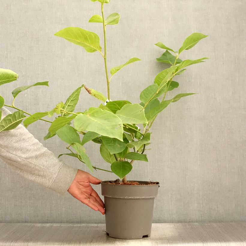 Magnolia soulangeana Cameo 4L/5L pot sample as delivered in autumn