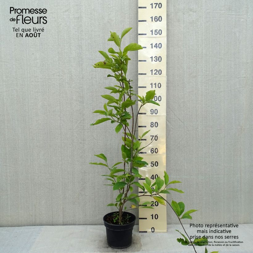 Magnolia soulangeana Lennei 4L/5L pot sample as delivered in summer