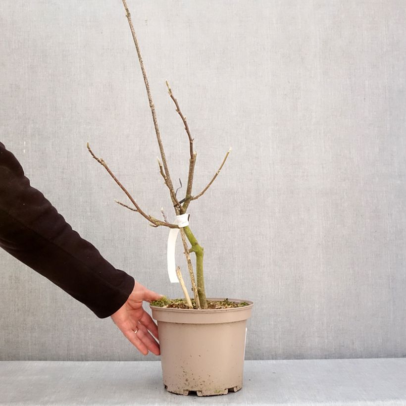 Magnolia x soulangeana Picture Superba 4L/5L pot sample as delivered in winter