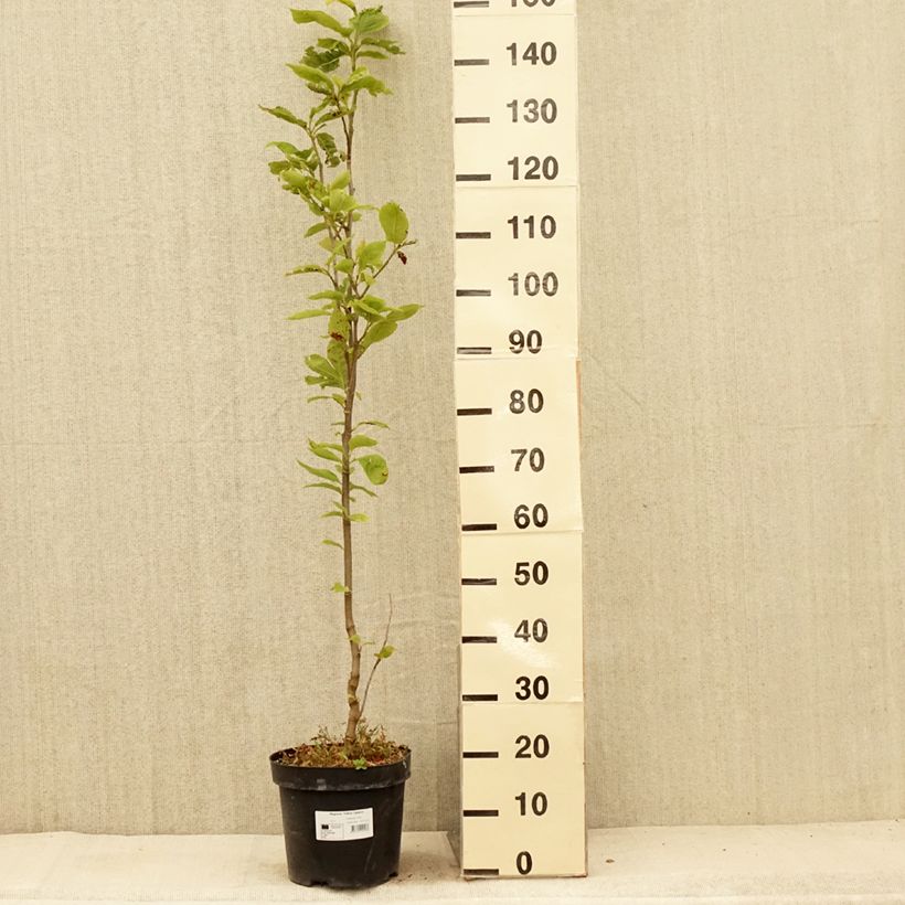 Magnolia Yellow Lantern 7.5L/10L pot sample as delivered in summer