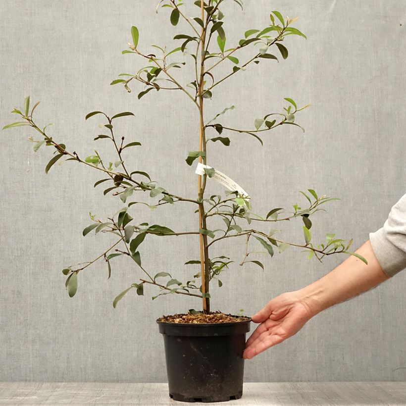 Magnolia yunnanensis 3L/4L pot sample as delivered in summer