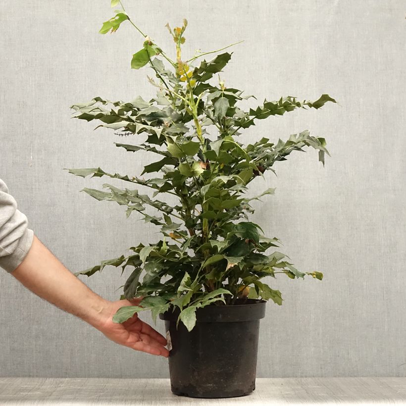 Mahonia bealei 7.5L/10L pot sample as delivered in summer