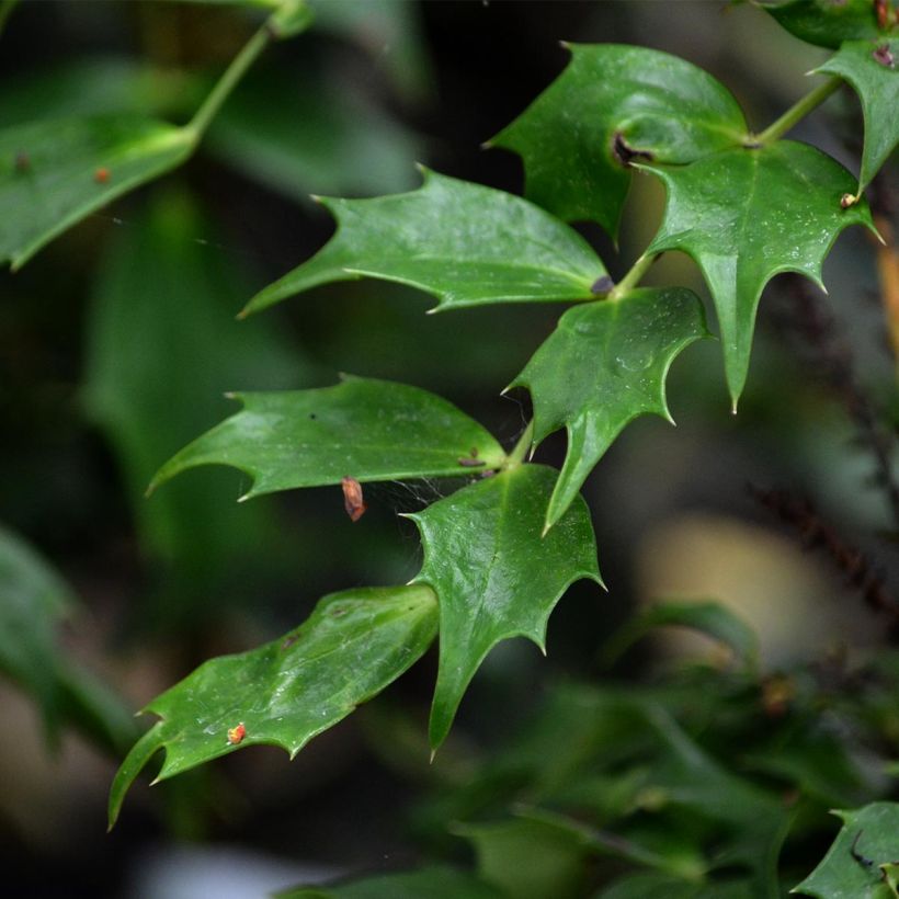 Mahonia nitens Cabaret (Foliage)