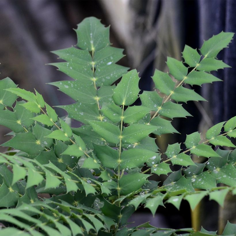 Mahonia x media Charity (Foliage)