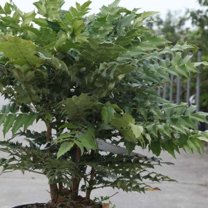 Mahonia x media Winter Sun (Foliage)