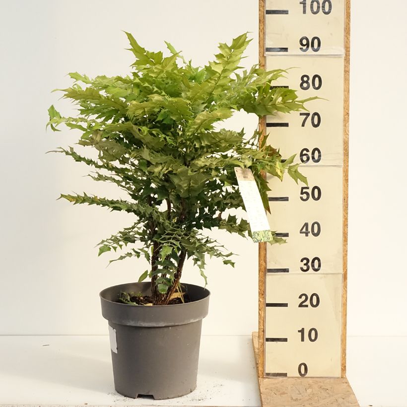 Mahonia x media Winter Sun 7.5L/10L pot sample as delivered in summer