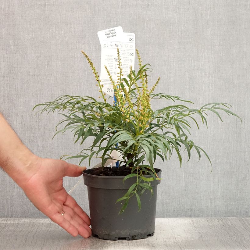 Mahonia nitens Volcano 2L/3L pot sample as delivered in summer