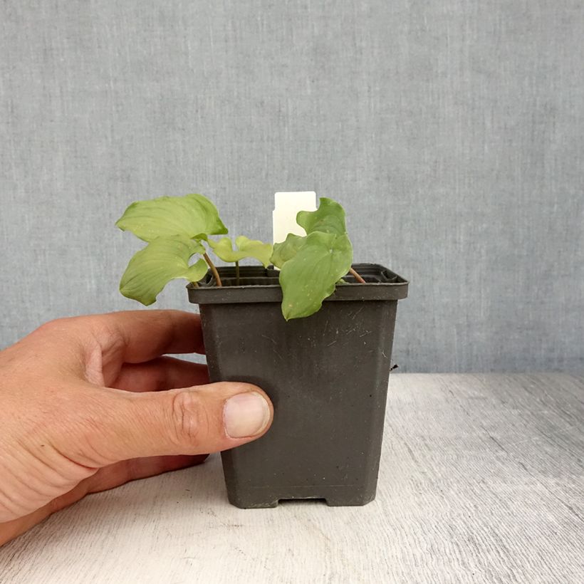 Maianthemum bifolium 8/9 cm pot sample as delivered in summer