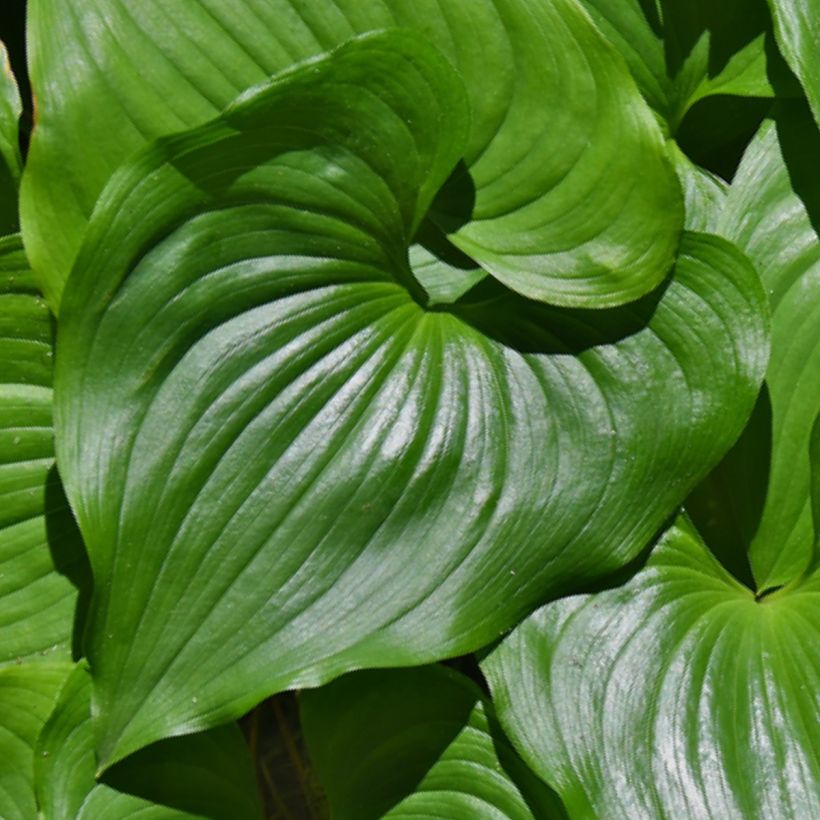 Maianthemum kamtschaticum (Foliage)