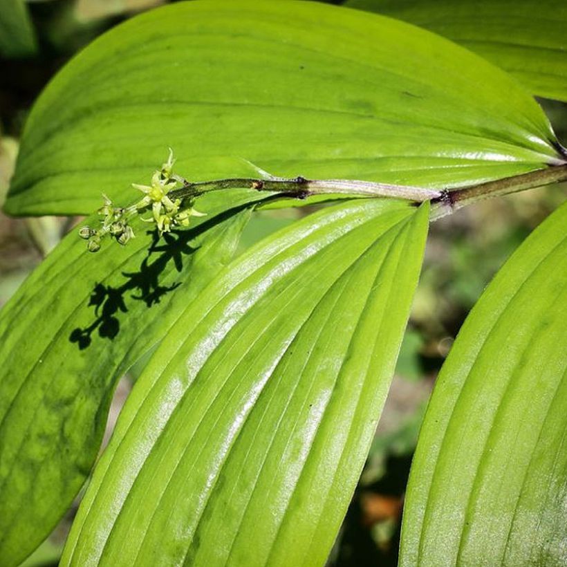 Maianthemum tatsienense (Foliage)