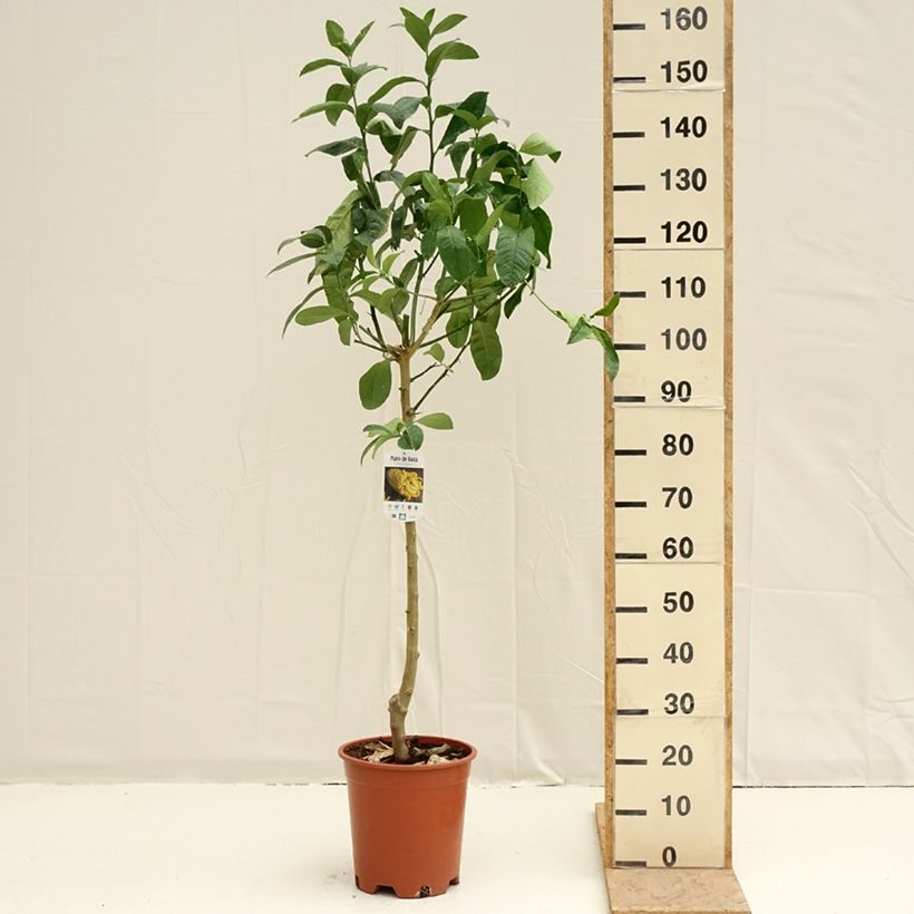 Buddha's Hand - Citrus medica var. sarcodactylis 7.5L/10L pot, Half standard sample as delivered in spring