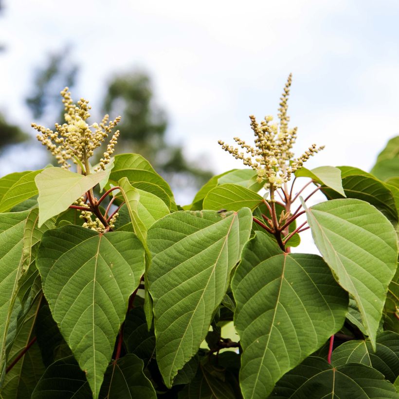 Mallotus japonicus (Flowering)