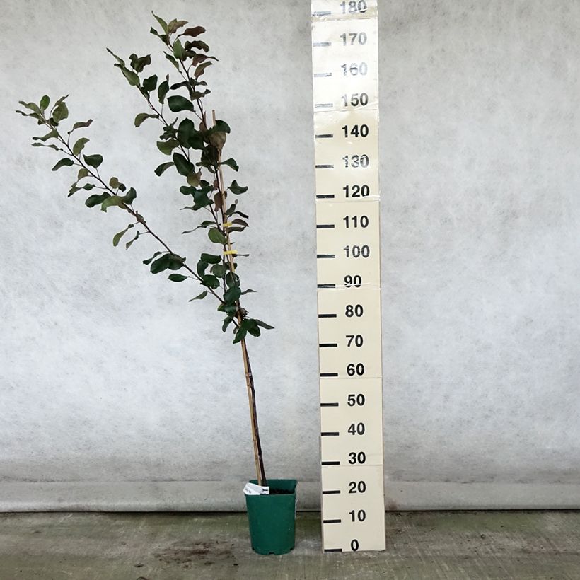 Malus transitoria Appletini - Crab Apple 4L/5L pot sample as delivered in summer