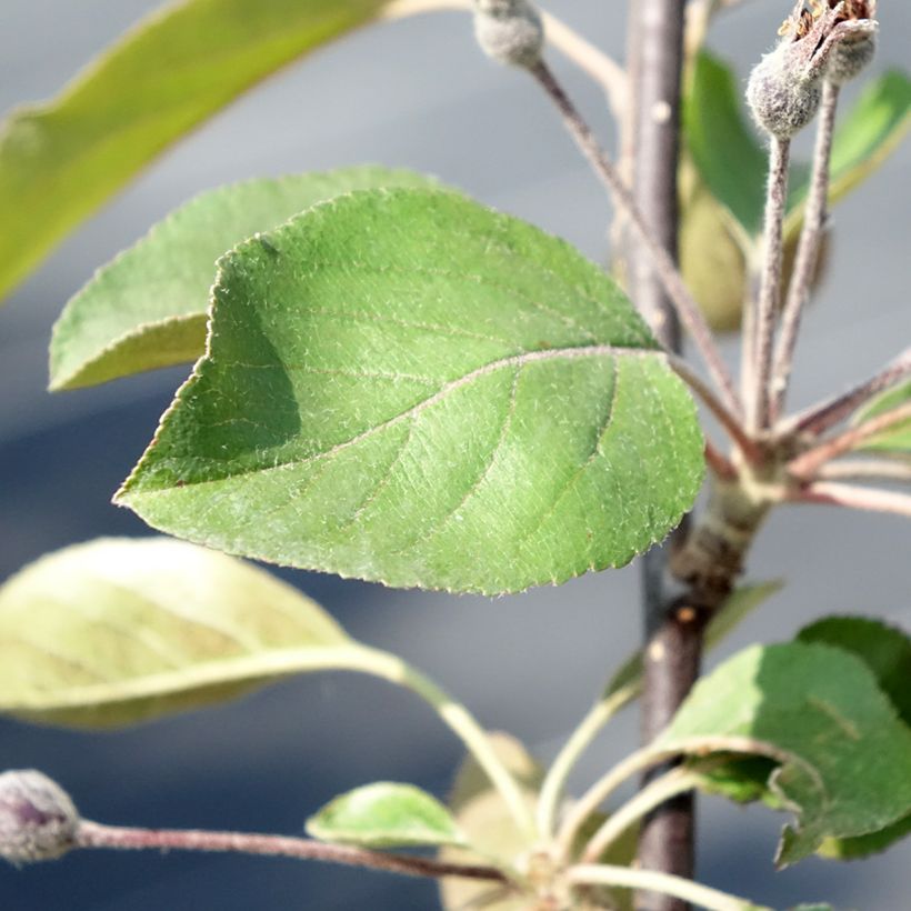 Malus transitoria Appletini - Crab Apple (Foliage)