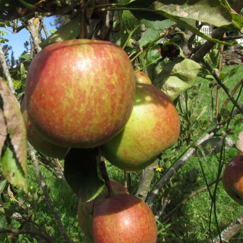 Apple Tree Braeburn - Malus domestica (Harvest)