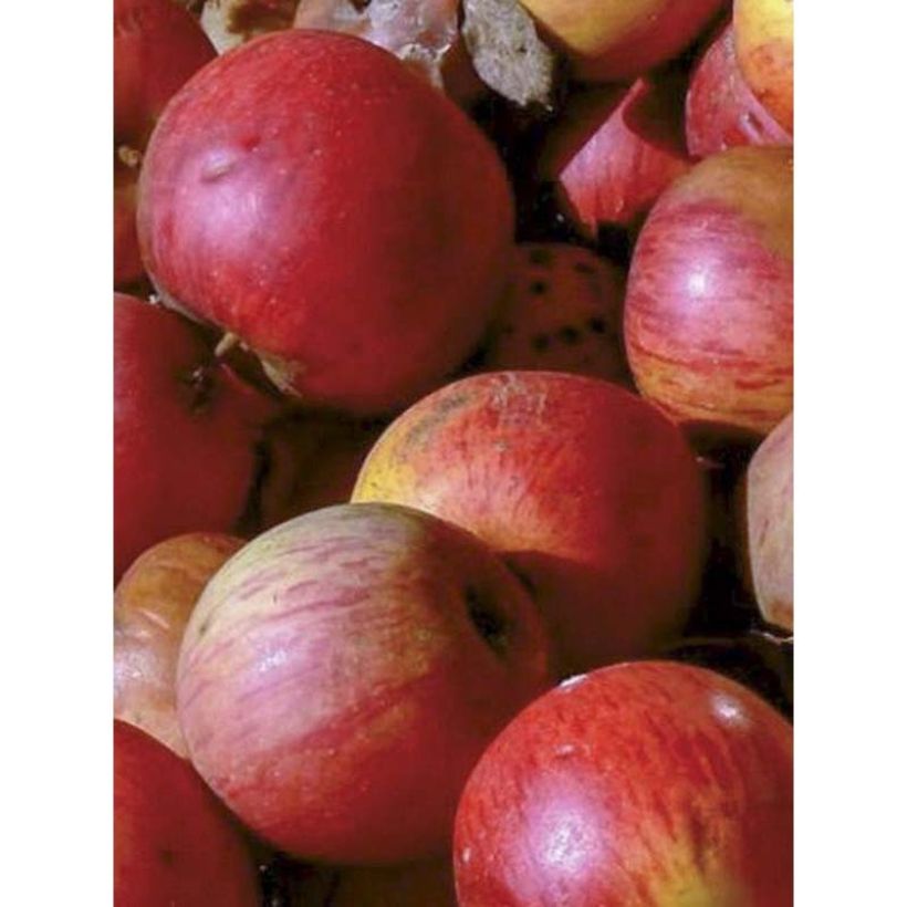 Apple Tree Pitchounette - Malus domestica (Harvest)