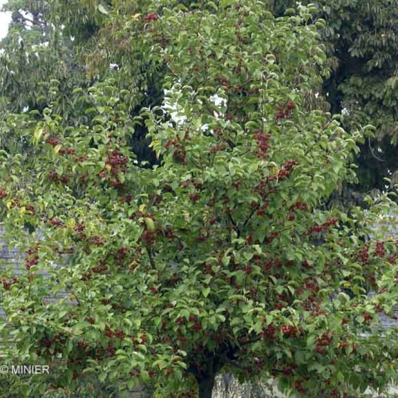 Malus Evereste - Crab Apple (Plant habit)