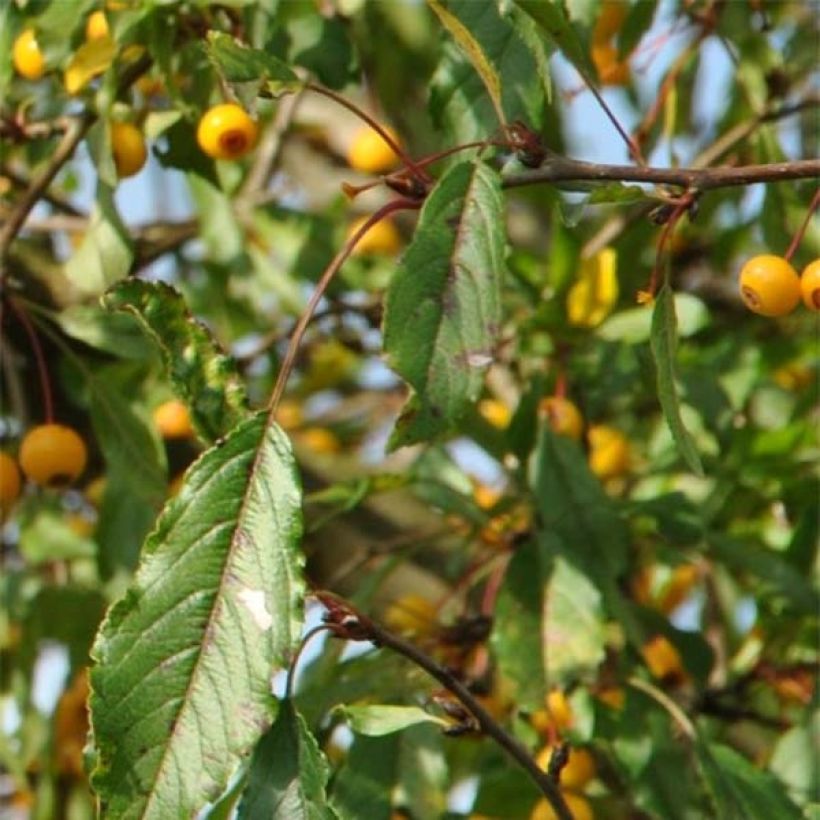 Malus toringo Brouwers Beauty - Crab Apple (Foliage)