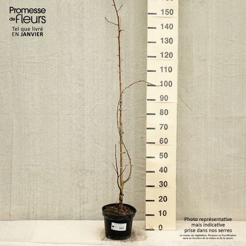 Malus robusta Yellow Siberian - Crab Apple 7.5L/10L pot sample as delivered in winter