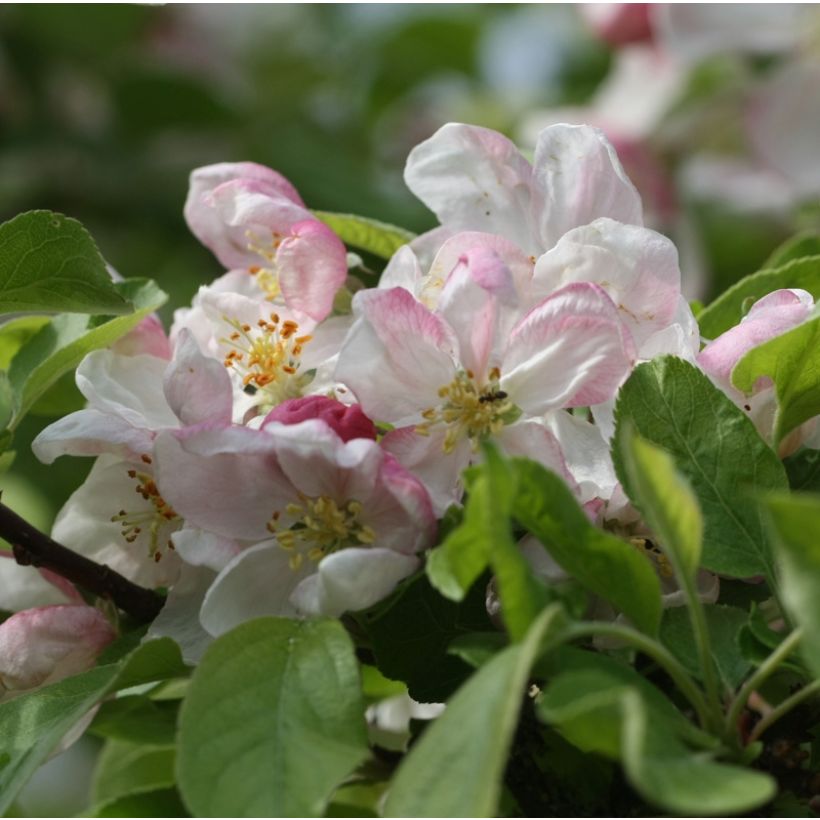Malus Evereste - Crab Apple (Flowering)