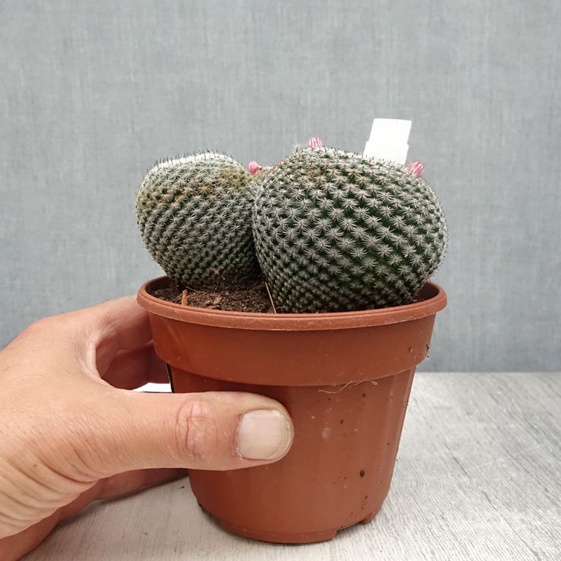 Mammillaria perbella  Pot de 13 cm sample as delivered in summer