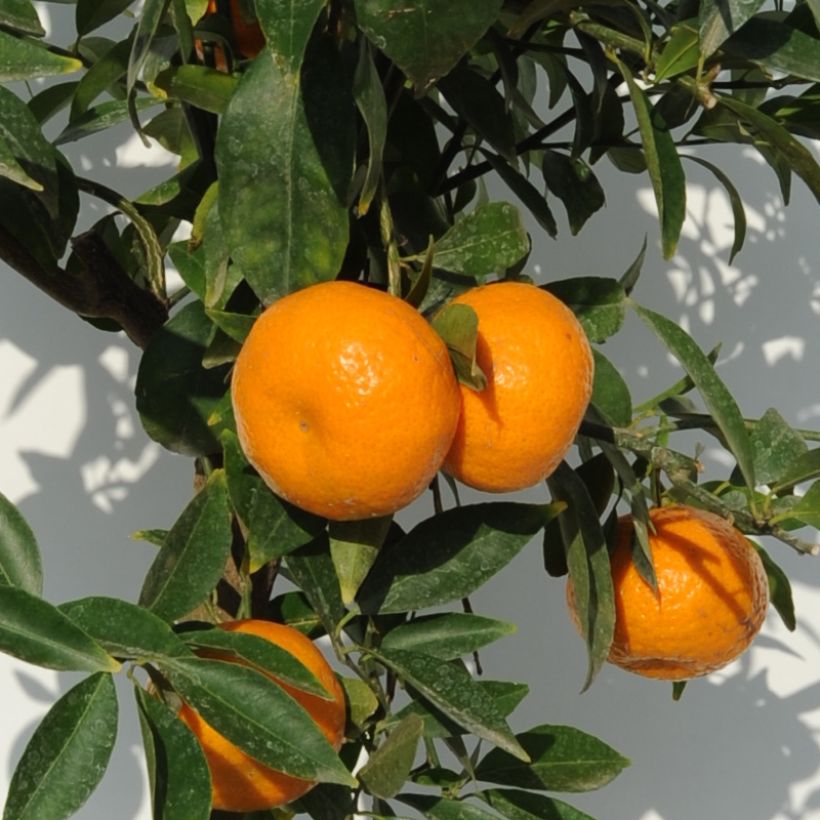Mandarin Tree - Citrus deliciosa (Harvest)