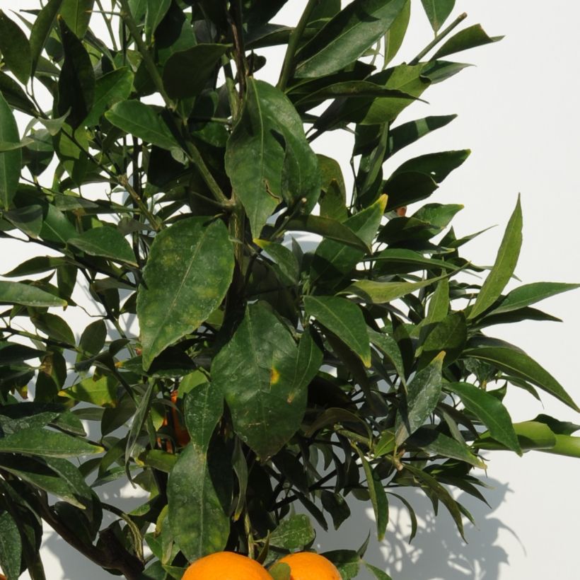 Mandarin Tree - Citrus deliciosa (Foliage)
