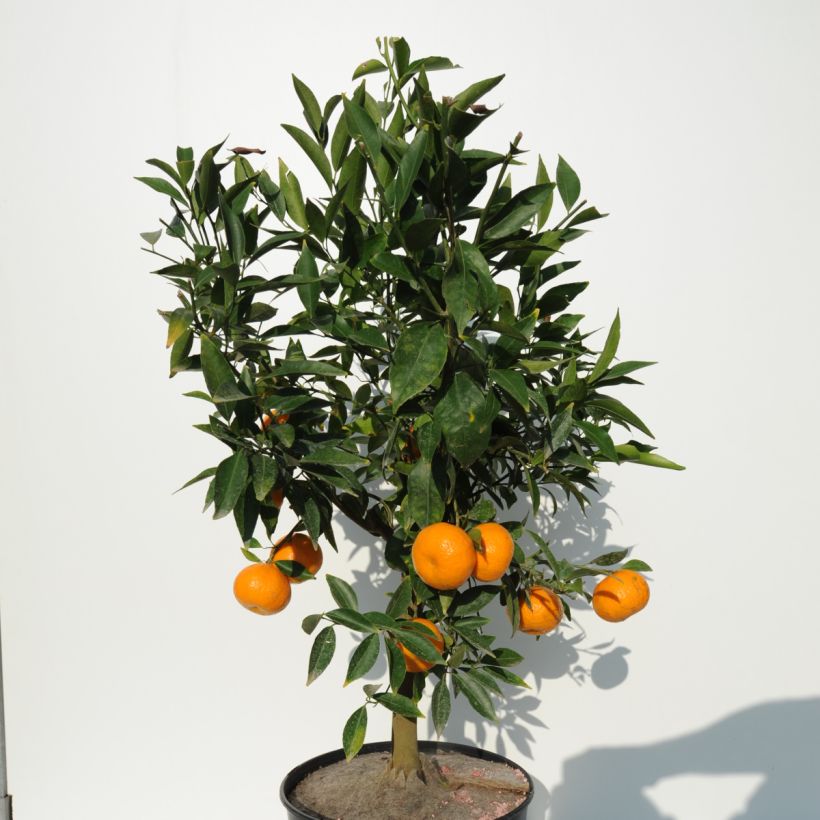 Mandarin Tree - Citrus deliciosa (Plant habit)