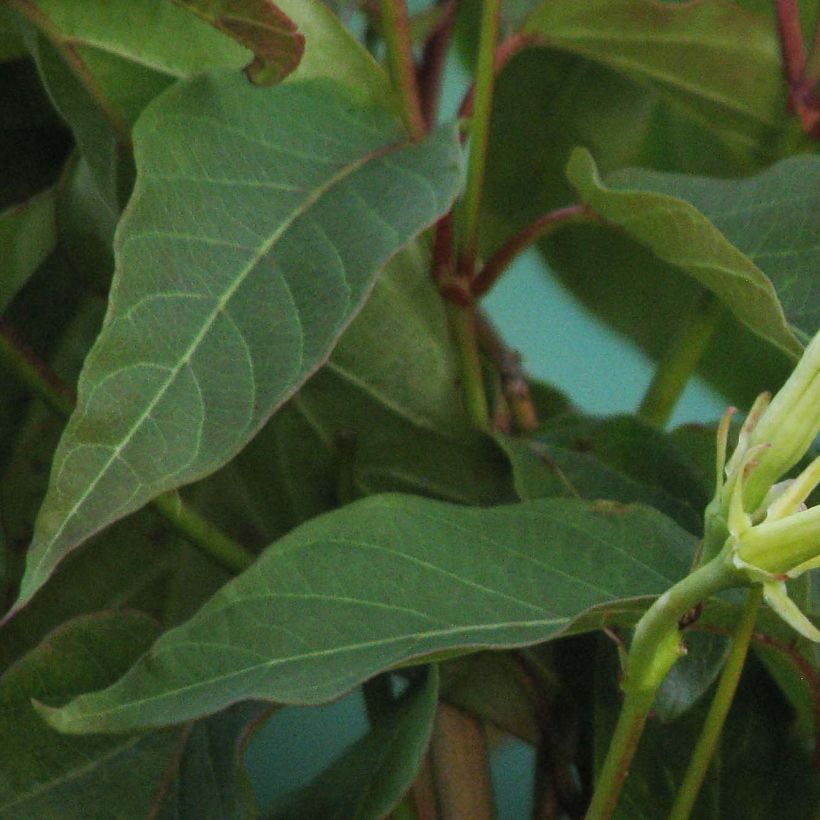 Mandevilla laxa (Foliage)