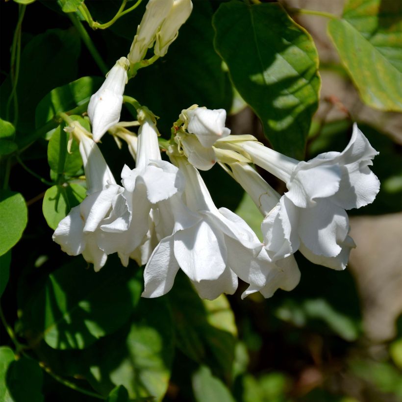 Mandevilla laxa (Flowering)