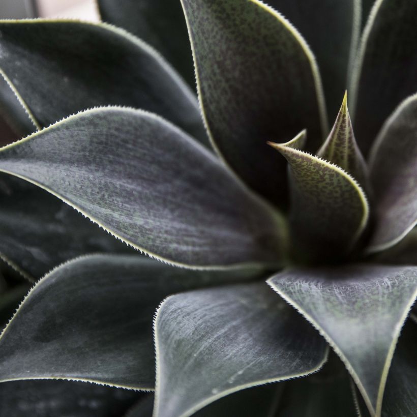 Mangave Lavender Lady (Foliage)