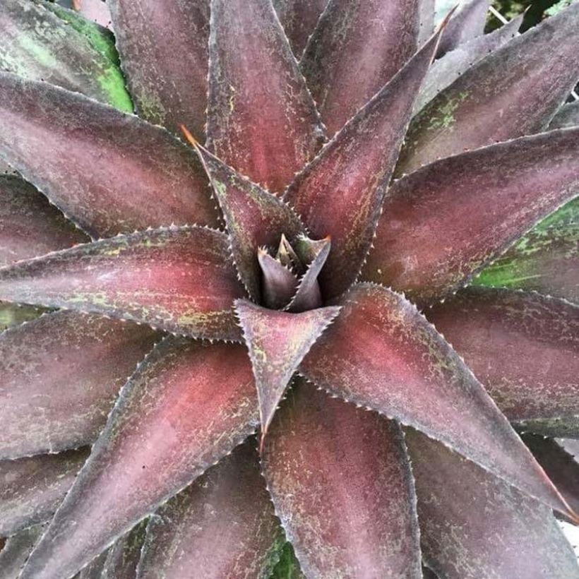 Mangave Redwing (Foliage)