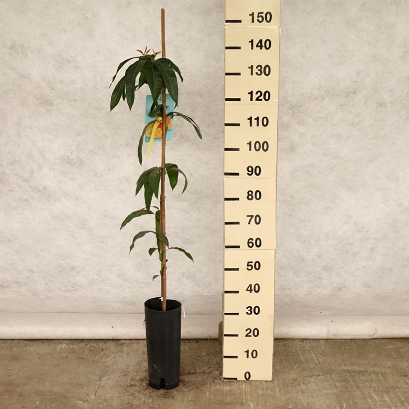 Mangifera indica - Mango Tree 6L/7L pot sample as delivered in summer