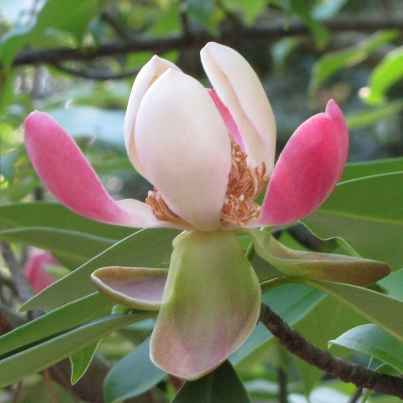 Manglietia insignis (Flowering)