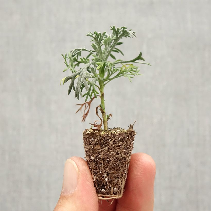 Rhodanthemum hosmariense Flirt Plug plant 3/4cm sample as delivered in autumn