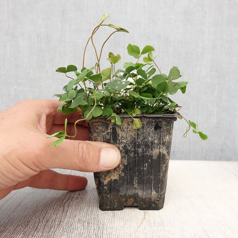Marsilea quadrifolia - Water clover 8/9 cm pot sample as delivered in spring