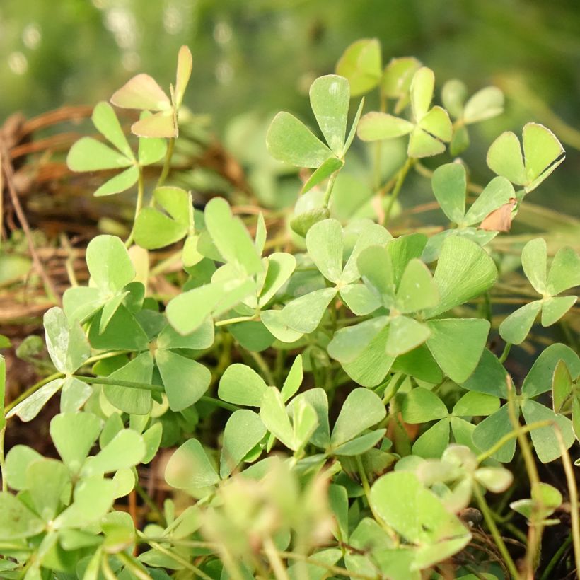 Marsilea quadrifolia - Water clover (Foliage)