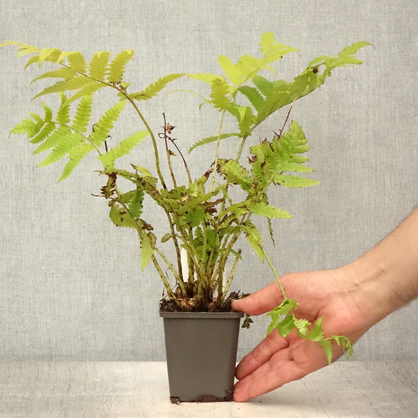 Matteuccia orientalis - Ostrich Fern 8/9 cm pot sample as delivered in summer