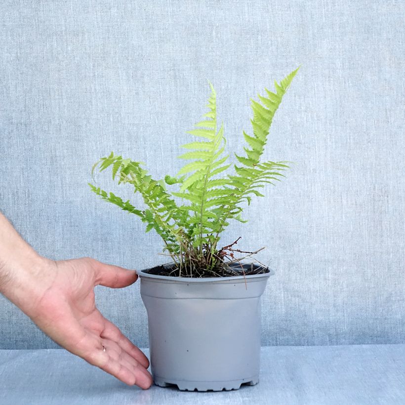 Matteuccia struthiopteris - Ostrich Fern 2L/3L pot sample as delivered in summer